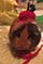 Penny the Guinea Pig